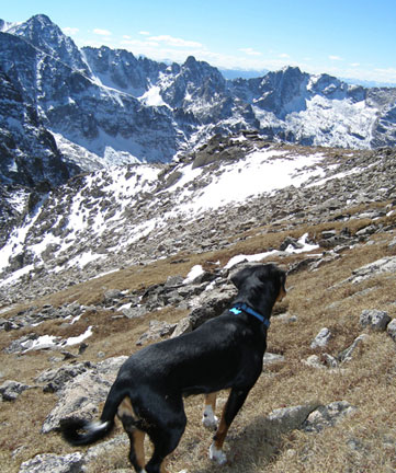 dangers for dogs hiking 