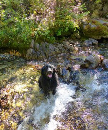 hike with your dog in sacramento