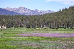 sun valley dog parks sawtooth national byway places to see