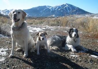 pet friendly vets in sun valley, sun valley veterinarians